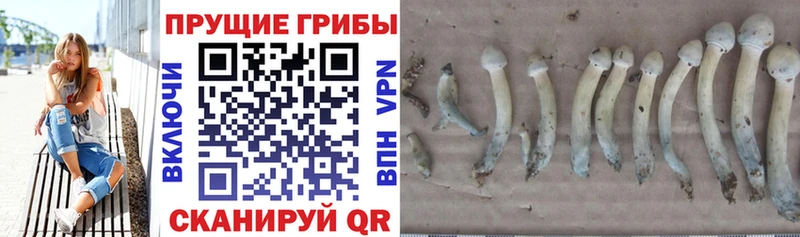 Псилоцибиновые грибы MAGIC MUSHROOMS  Артёмовск 